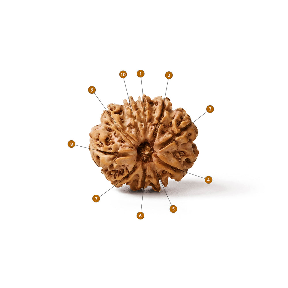 10 Mukhi Nepali Rudraksha Bead
