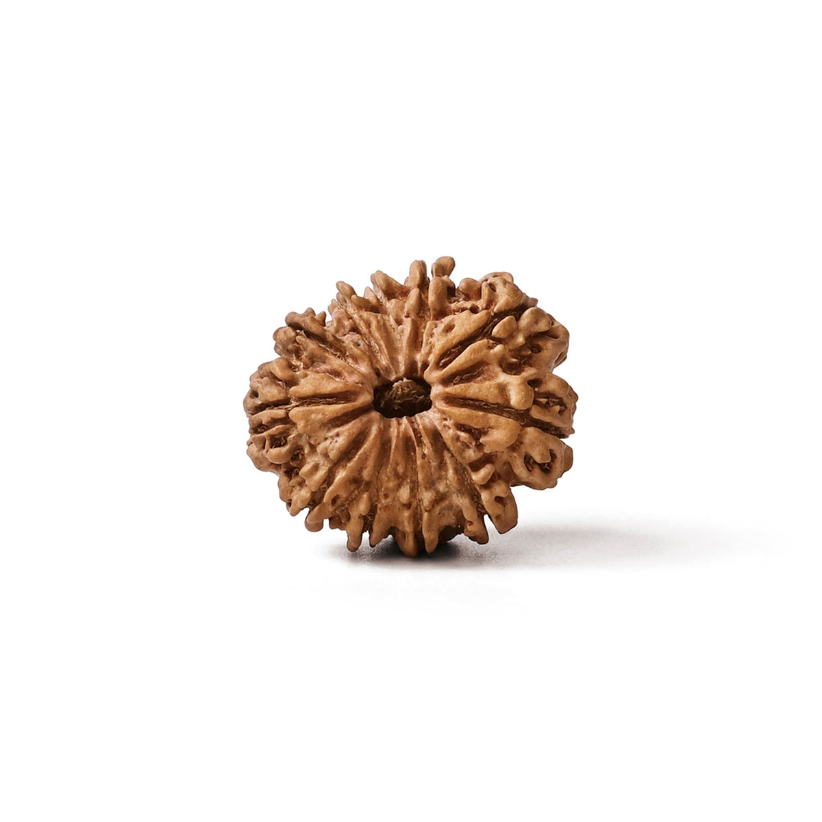 11 Mukhi Nepali Rudraksha Bead