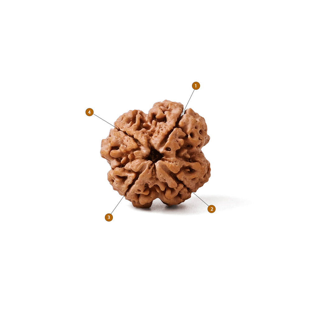 4 Mukhi Nepali Rudraksha Bead
