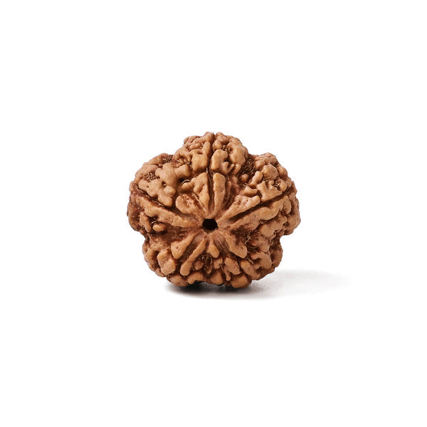 5 Mukhi Nepali Rudraksha Bead
