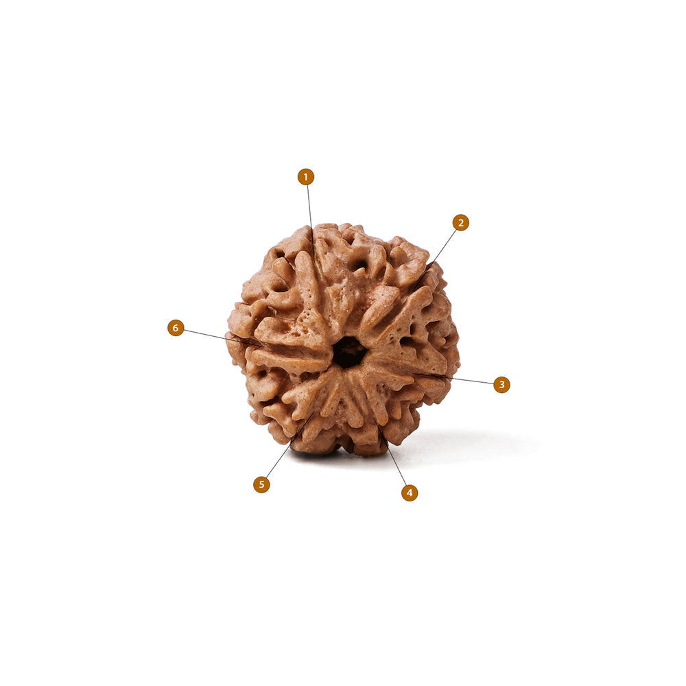 6 Mukhi Nepali Rudraksha Bead