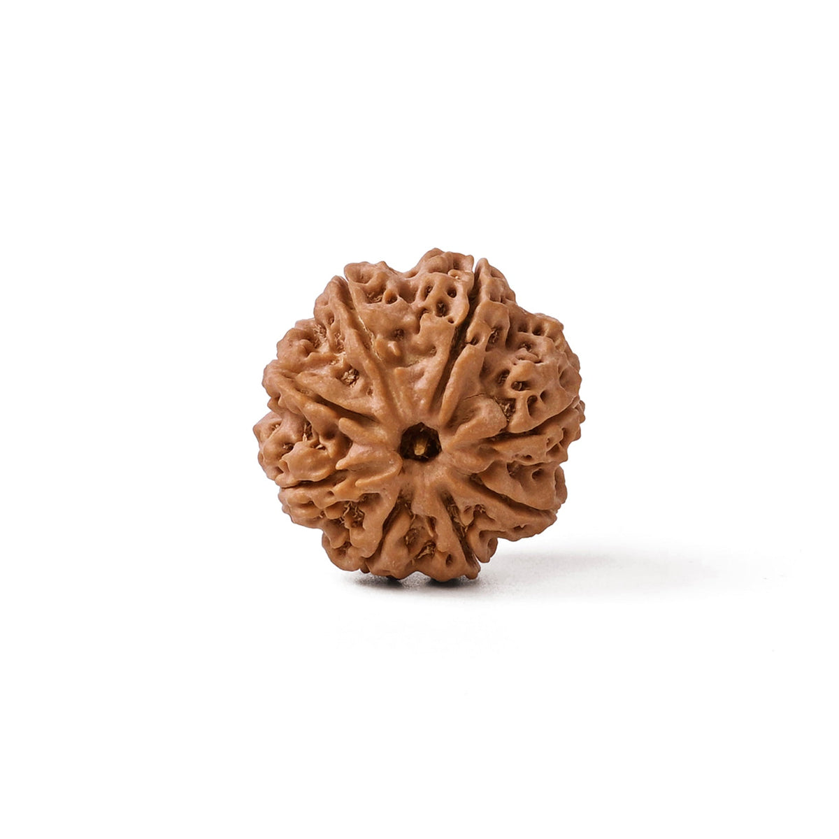 8 Mukhi Nepali Rudraksha Bead