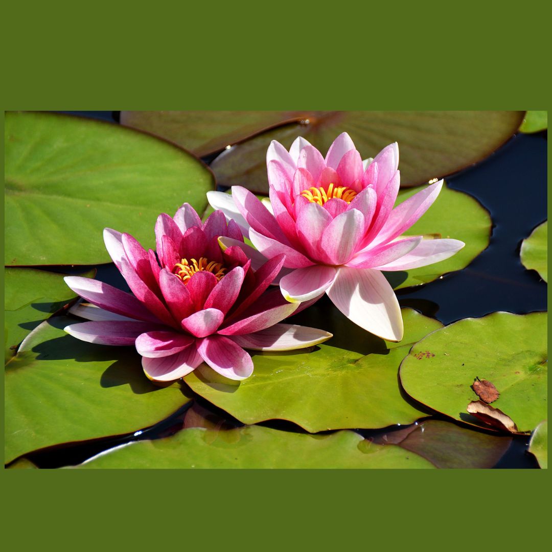 Lotus Flower