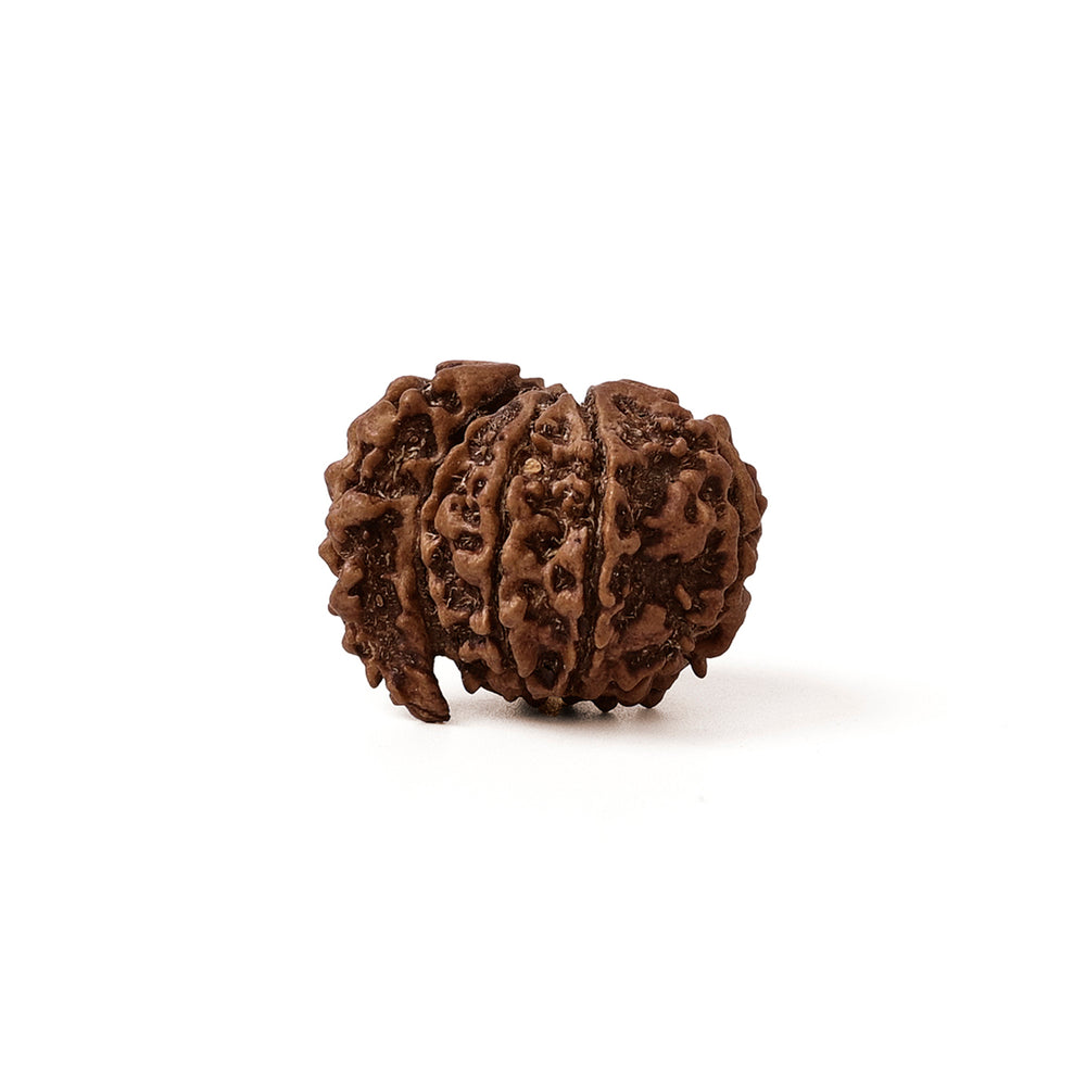 1 Mukhi Nepali Rudraksha Bead