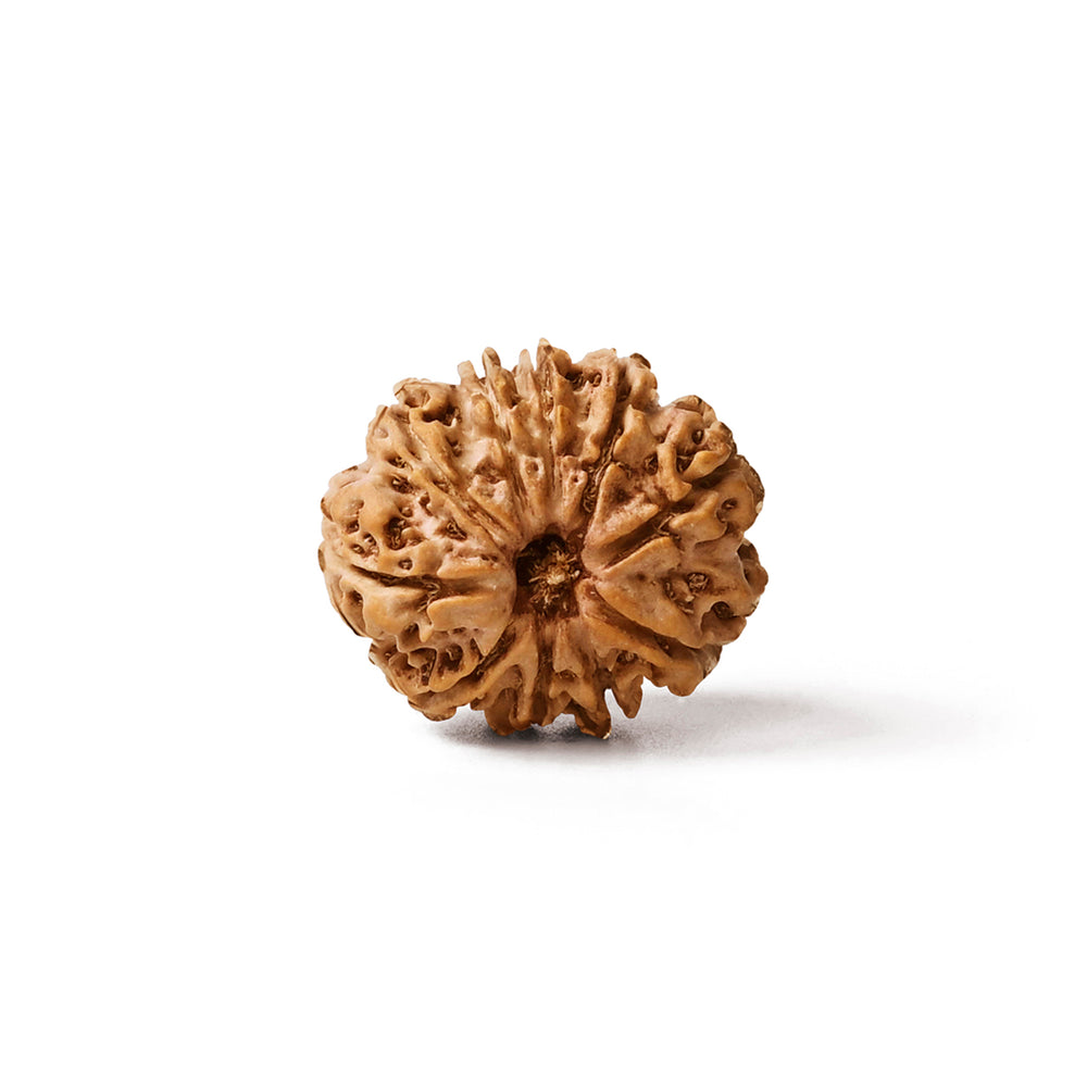 10 Mukhi Nepali Rudraksha Bead