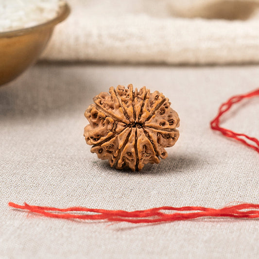 10 Mukhi Nepali Rudraksha Bead