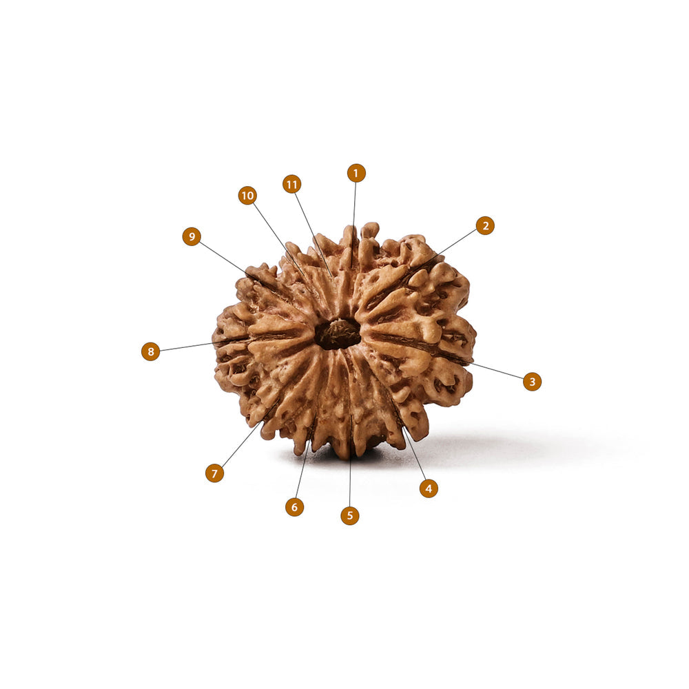 11 Mukhi Nepali Rudraksha Bead