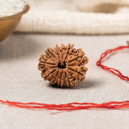 11 Mukhi Nepali Rudraksha Bead