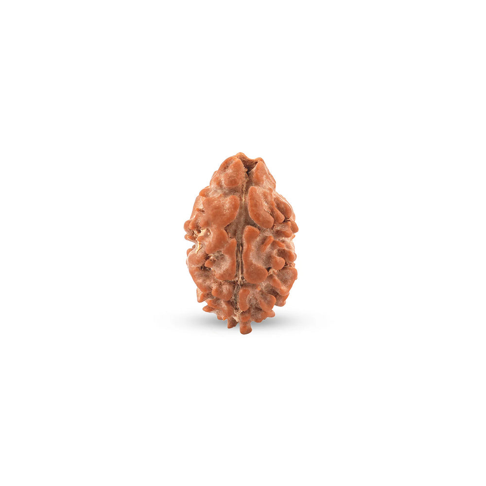 2 Mukhi Nepali Rudraksha Bead