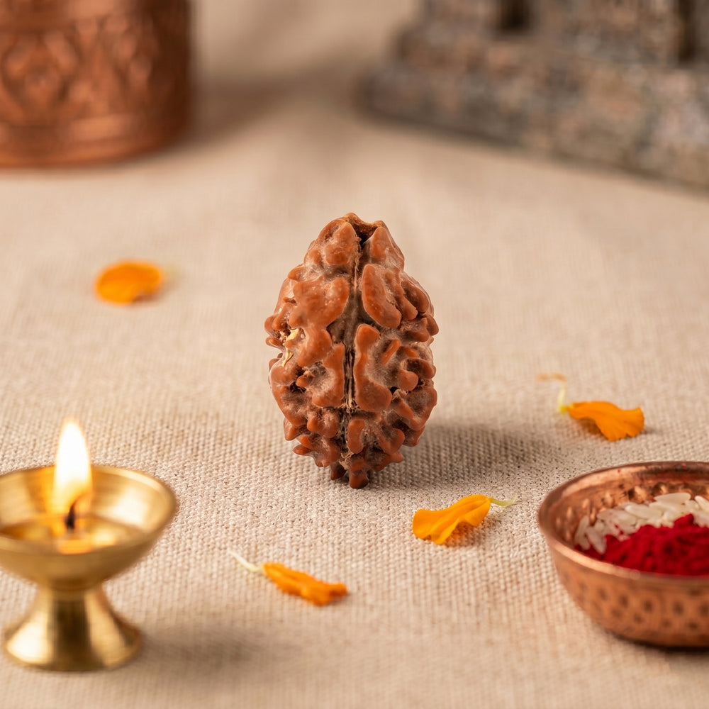 2 Mukhi Nepali Rudraksha Bead