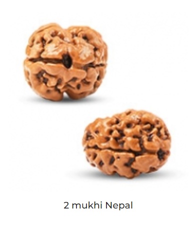 Rudraksh - 2 Mukhi