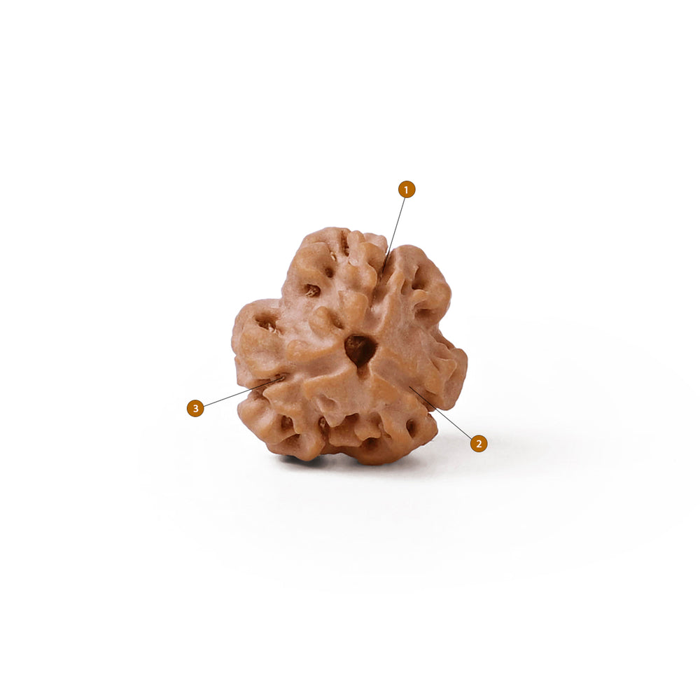 3 Mukhi Nepali Rudraksha Bead