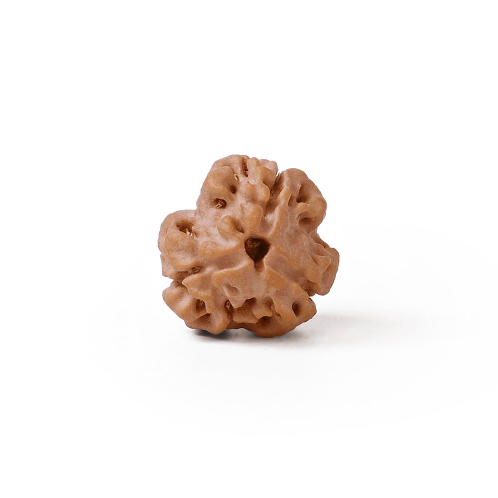 3 Mukhi Nepali Rudraksha Bead