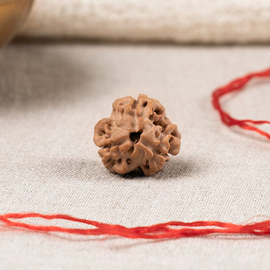 3 Mukhi Nepali Rudraksha Bead