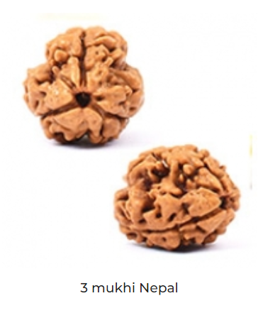 Rudraksh - 3 Mukhi