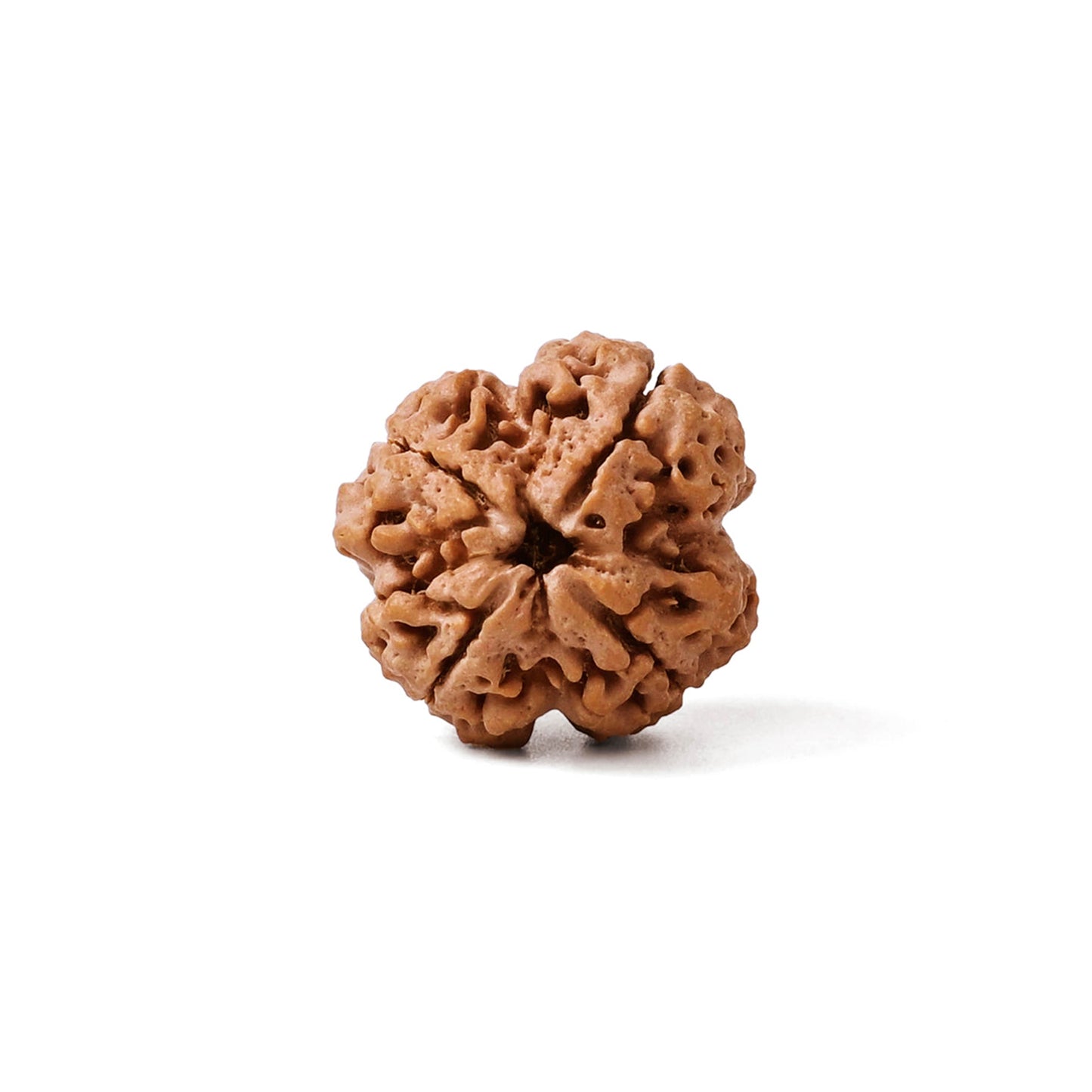 4 Mukhi Nepali Rudraksha Bead