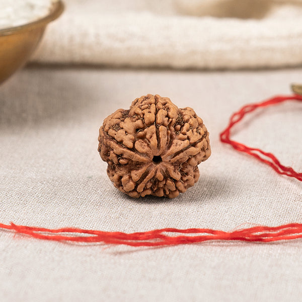 5 Mukhi Nepali Rudraksha Bead