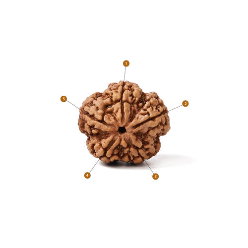 5 Mukhi Nepali Rudraksha Bead