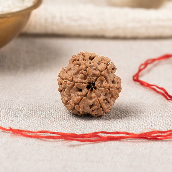 6 Mukhi Nepali Rudraksha Bead
