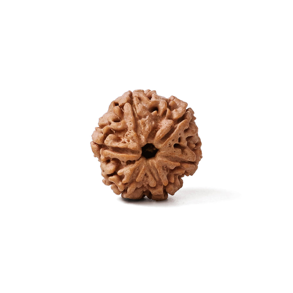 6 Mukhi Nepali Rudraksha Bead