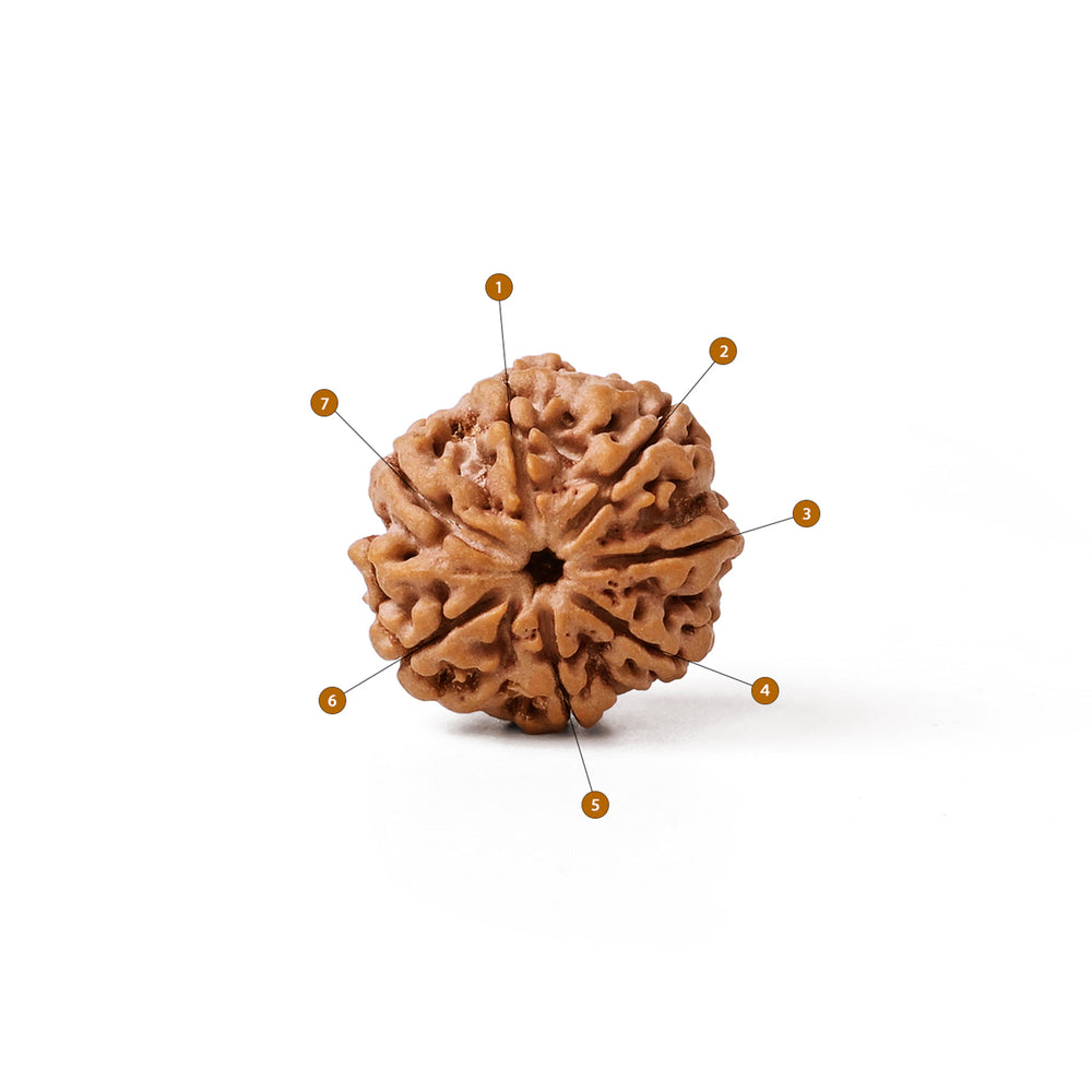 7 Mukhi Nepali Rudraksha Bead