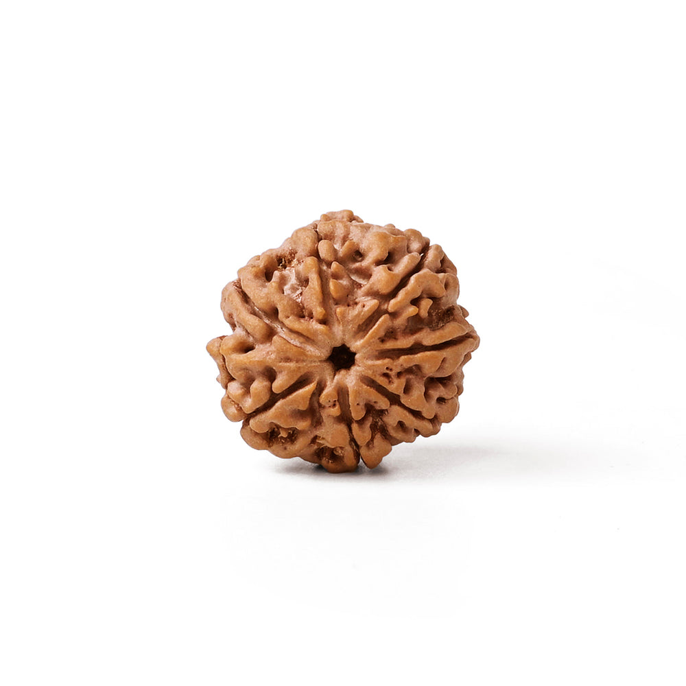 7 Mukhi Nepali Rudraksha Bead