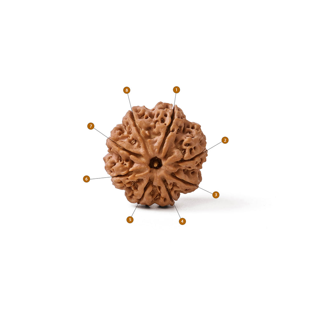 8 Mukhi Nepali Rudraksha Bead