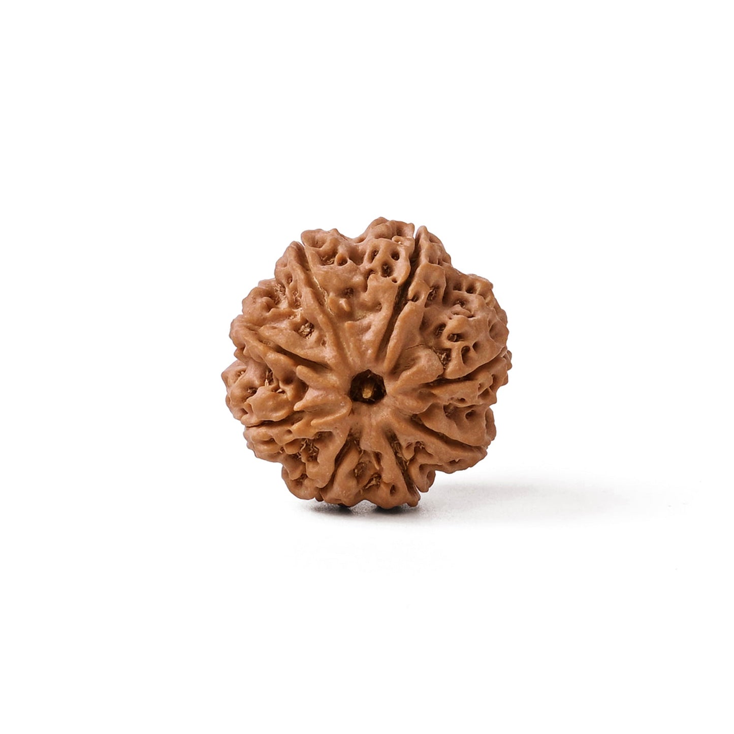 8 Mukhi Nepali Rudraksha Bead
