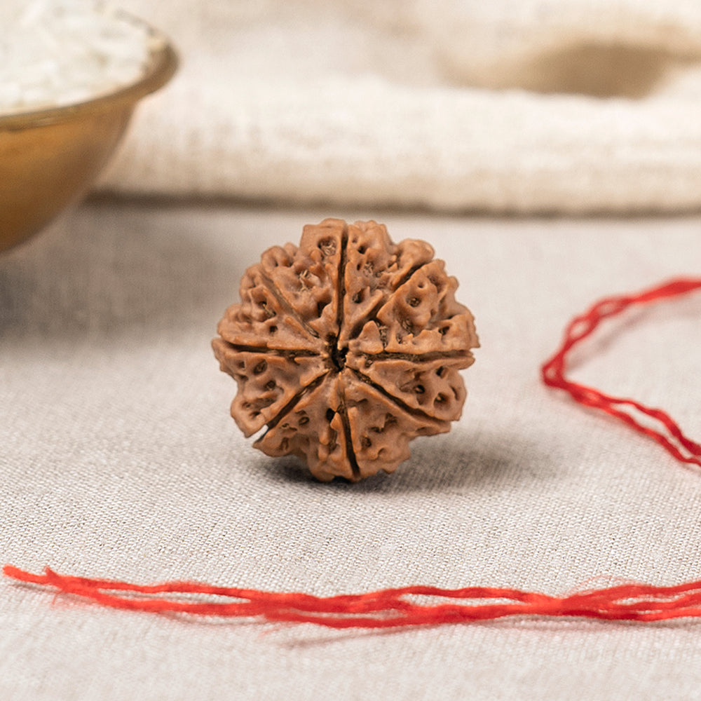 8 Mukhi Nepali Rudraksha Bead