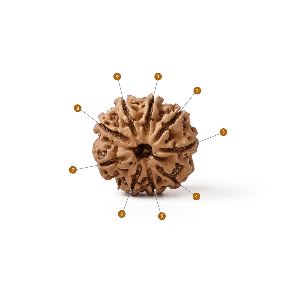 9 Mukhi Nepali Rudraksha Bead