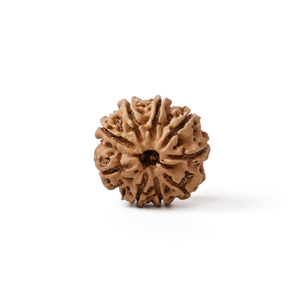 9 Mukhi Nepali Rudraksha Bead