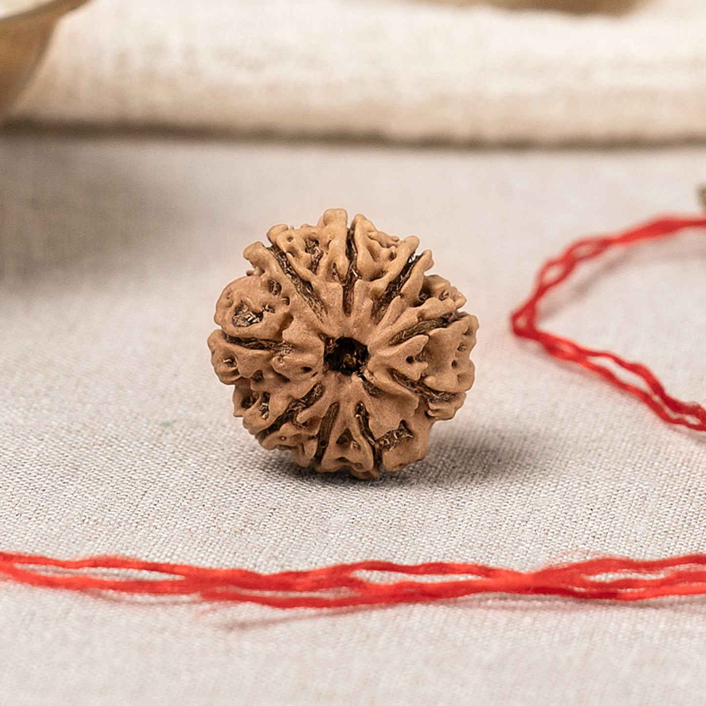 9 Mukhi Nepali Rudraksha Bead