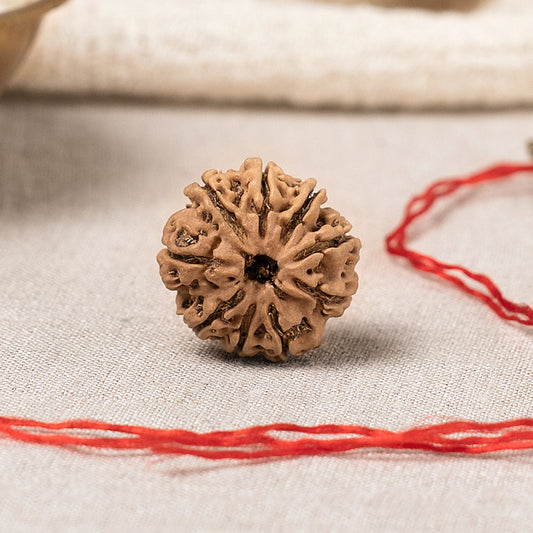 9 Mukhi Nepali Rudraksha Bead
